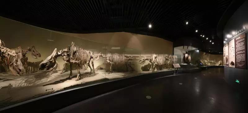 披毛犀3 披毛犀3.jpg