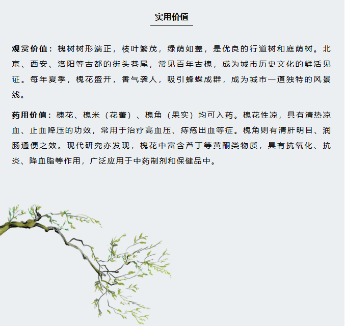 image.png?v=1766278387980