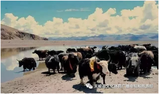 image.png?v=1765669429888