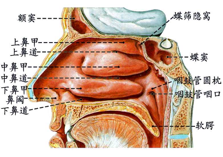 鼻腔2.jpg