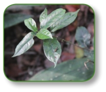 pagenumber_ebook=262,pagenumber_book=249