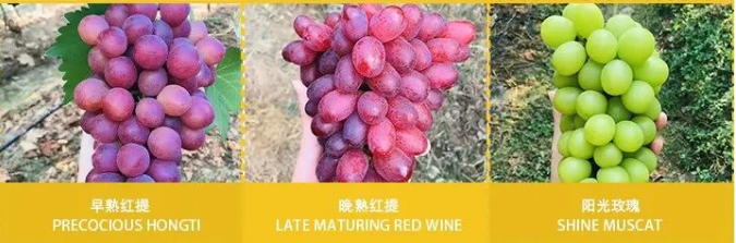 微信图片_20221001161836 微信图片_20221001161836.png