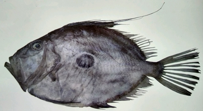 日本海鲂.jpg