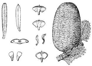 图9 巴山冷杉 Abies fargesii