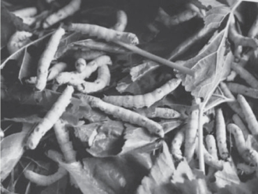 pagenumber_ebook=185,pagenumber_book=127