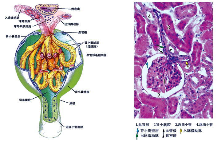 肾小体.jpg