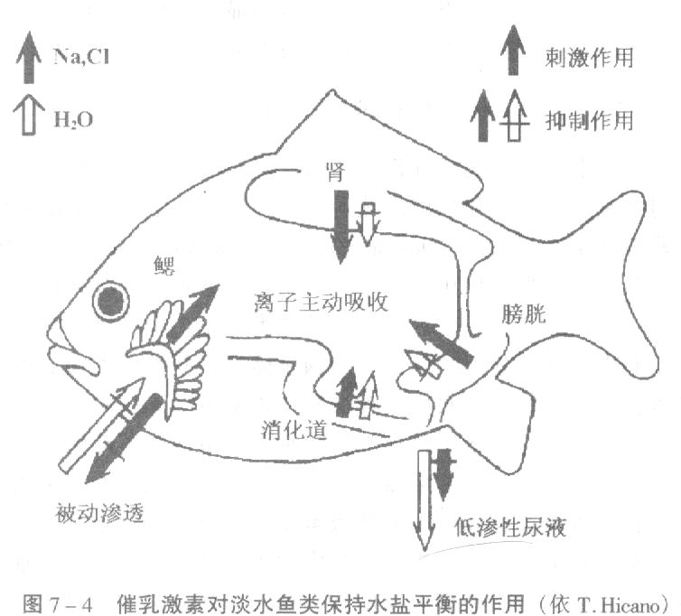 催乳激素对淡水鱼类保持水盐平衡的作用.jpg