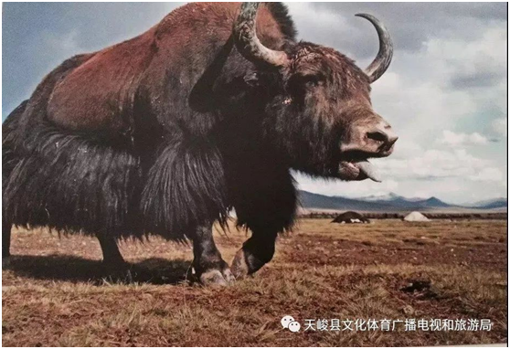 image image.png?v=1765669429888