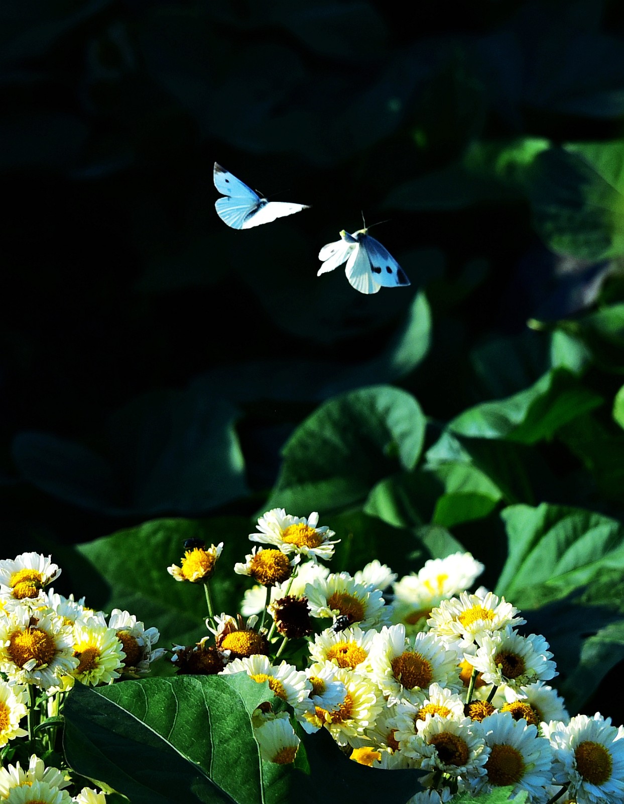 此处不孤单 蒋晓玲