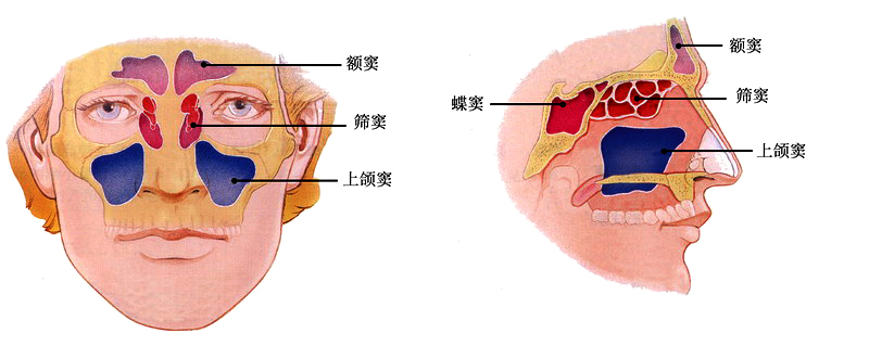 7-5鼻旁窦示意图.jpg