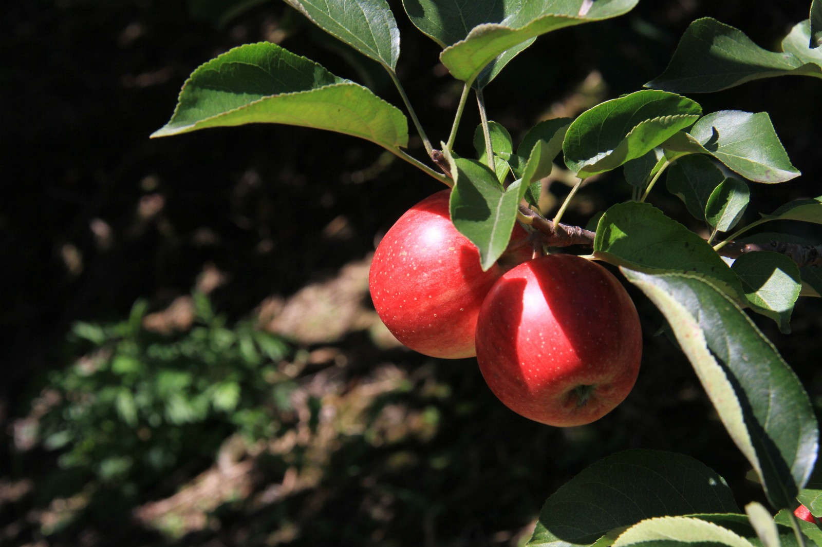 小四平 (88)_meitu_5