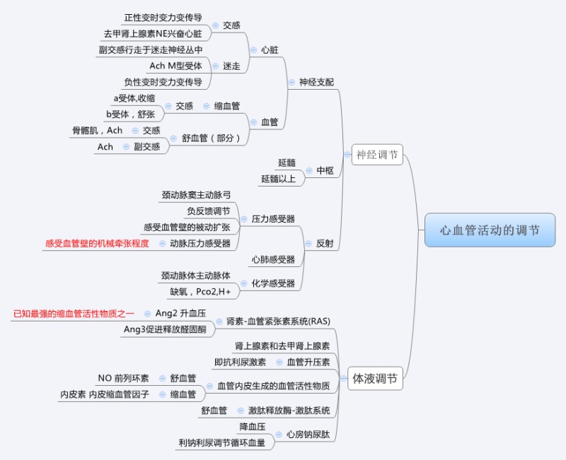 心血管活动的调节.jpg