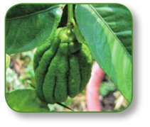 pagenumber_ebook=145,pagenumber_book=132