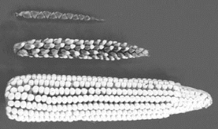 pagenumber_ebook=32,pagenumber_book=32