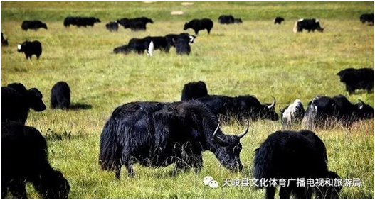 image image.png?v=1765669429888