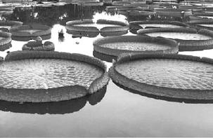 pagenumber_ebook=242,pagenumber_book=242