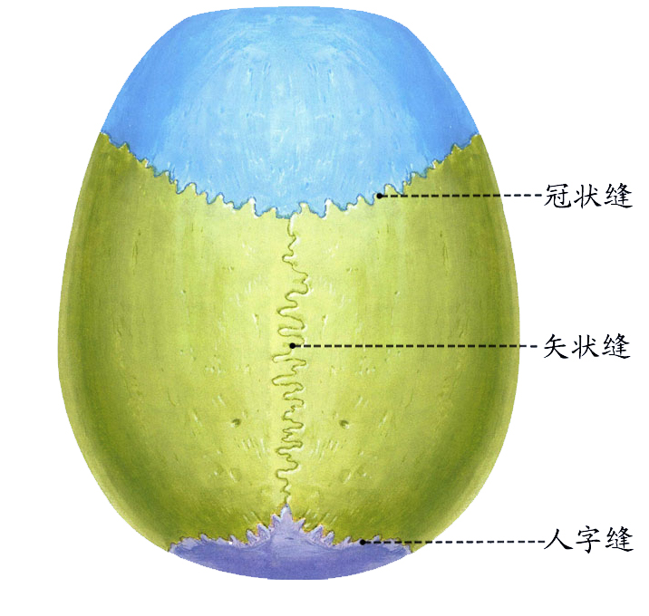 颅顶.jpg