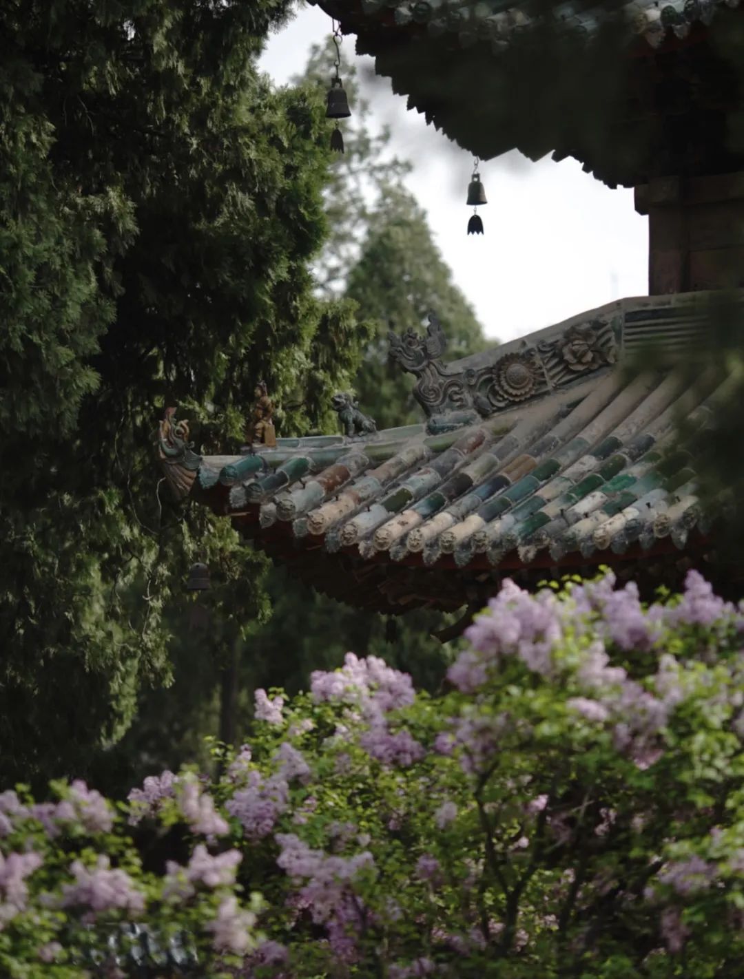 772ab6871cf74ef31d6b44e013e602d5_640_wx_fmt=jpeg&wxfrom=5&wx_lazy=1&wx_co=1 772ab6871cf74ef31d6b44e013e602d5_640_wx_fmt=jpeg&wxfrom=5&wx_lazy=1&wx_co=1.jpg