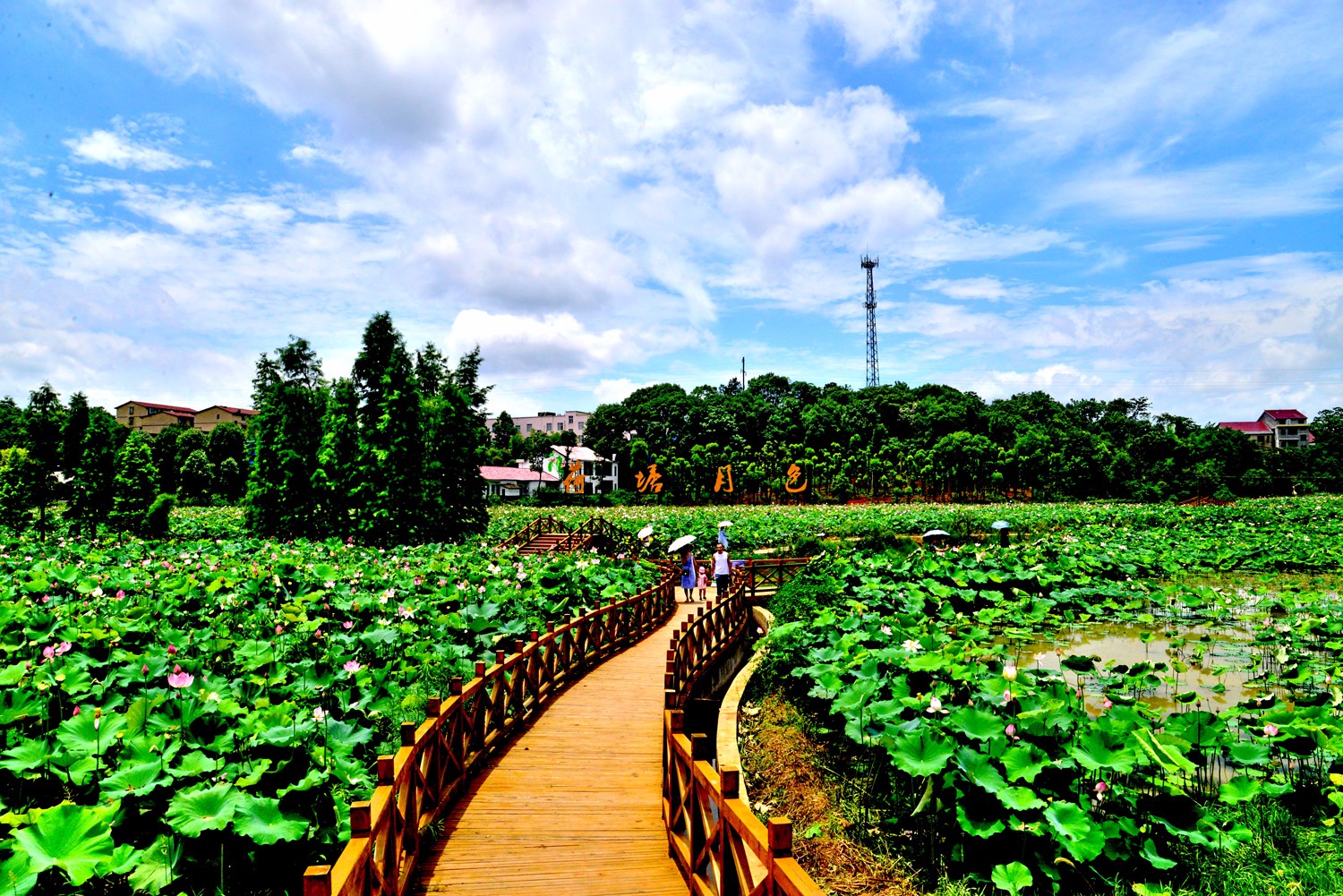 荷塘月色 xiao2 荷塘月色 xiao2.jpg