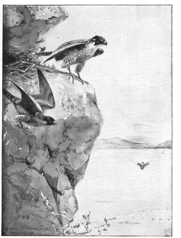 pagenumber_ebook=96,pagenumber_book=88