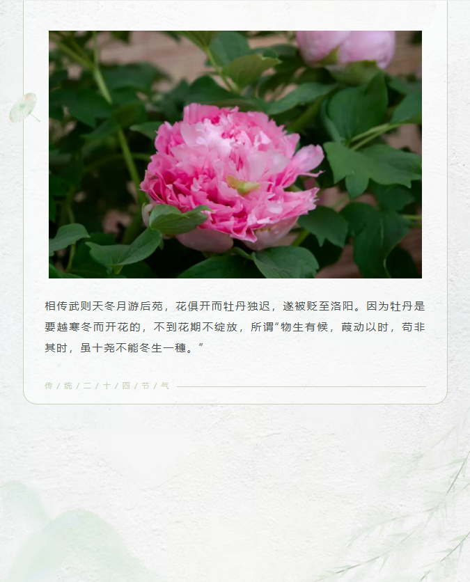 image.png?v=1777155418556