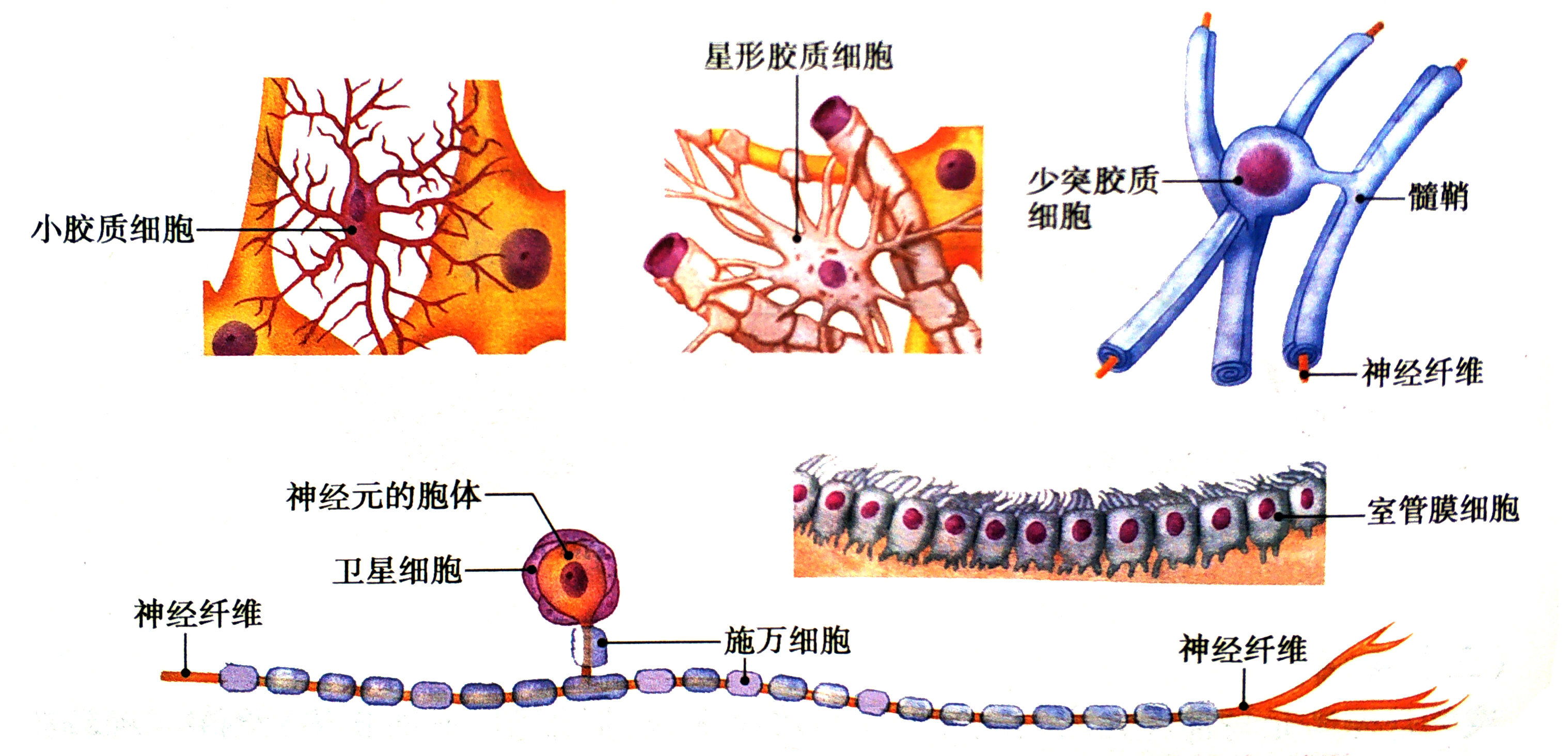 神经胶质细胞.jpg