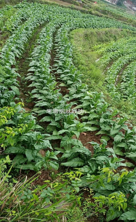 图片 53 图片 53.png