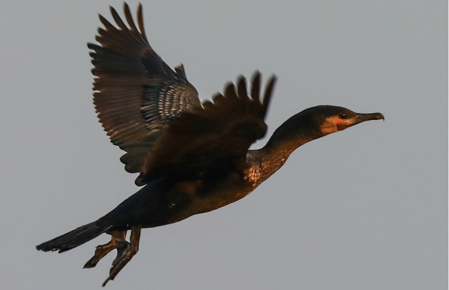 wps694B.tmp wps694B.tmp.jpg