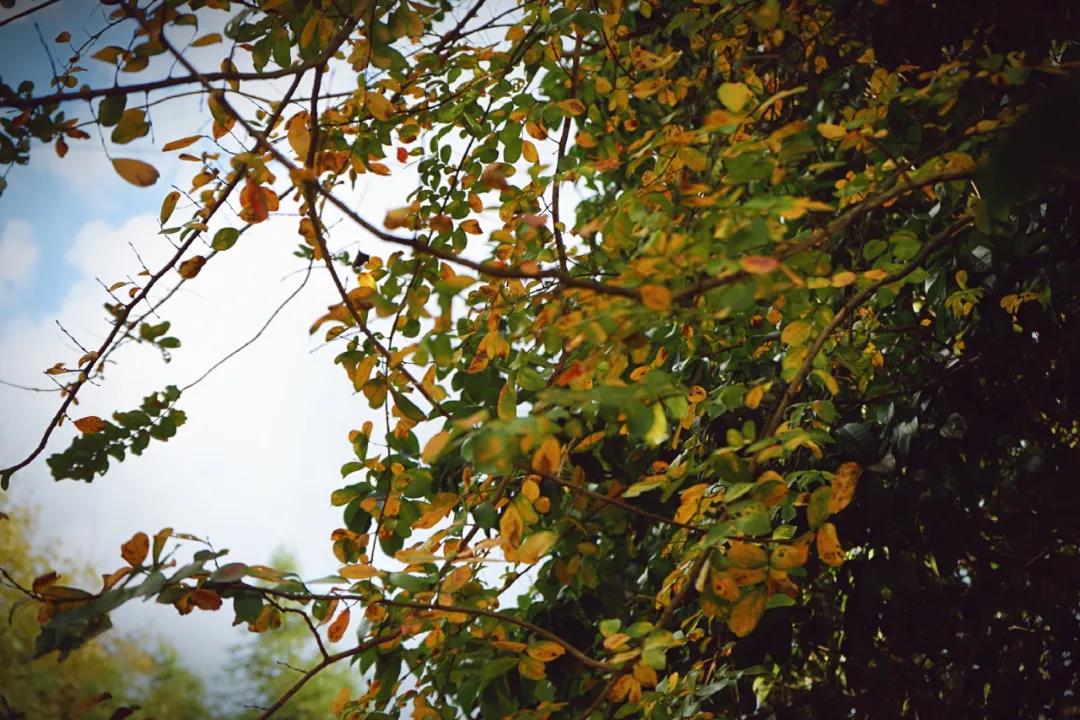 微信图片_20201124234012