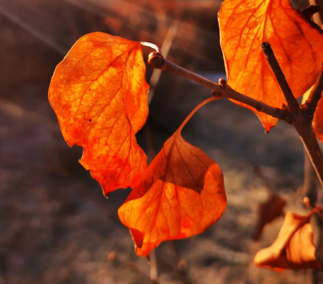 搜狗截图21年11月30日1529_2 搜狗截图21年11月30日1529_2.png