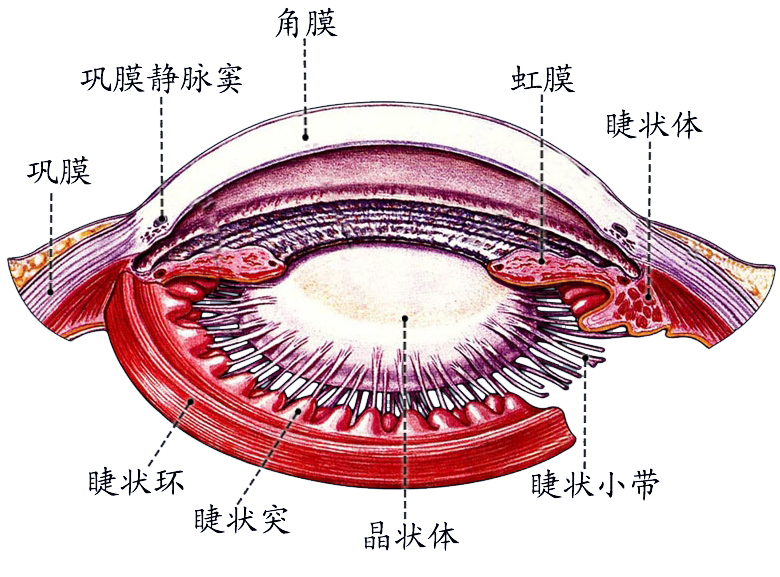 睫状体.jpg