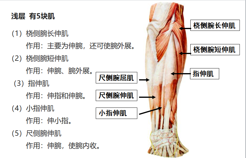 8.19 前臂肌后群2.png