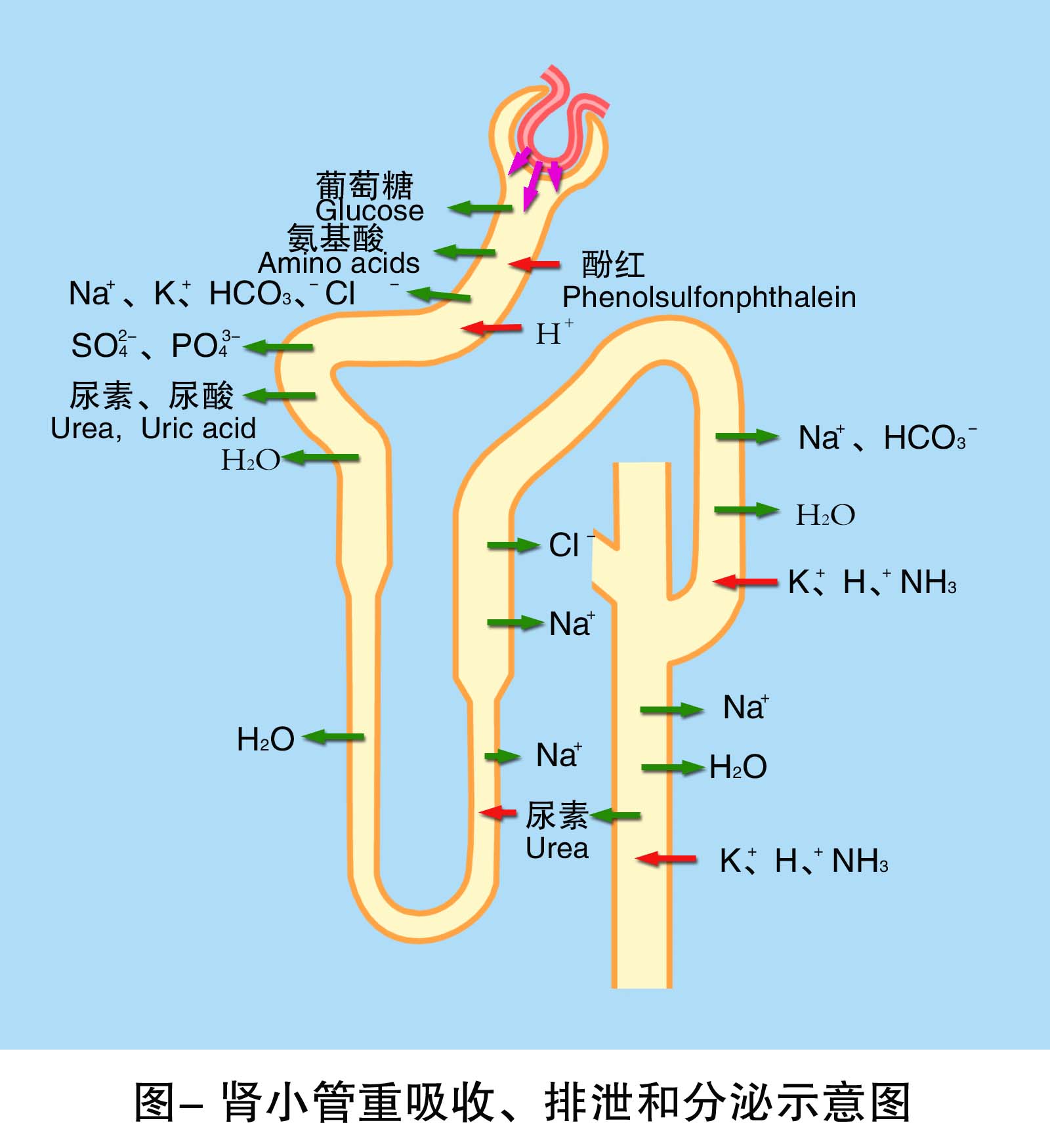 8-肾小管重吸收排泄和分泌示意图 .jpg