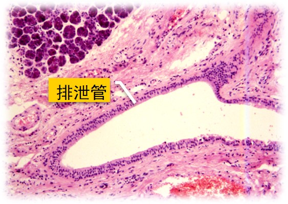 6.1-7 排泄管.jpg