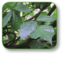 pagenumber_ebook=187,pagenumber_book=174