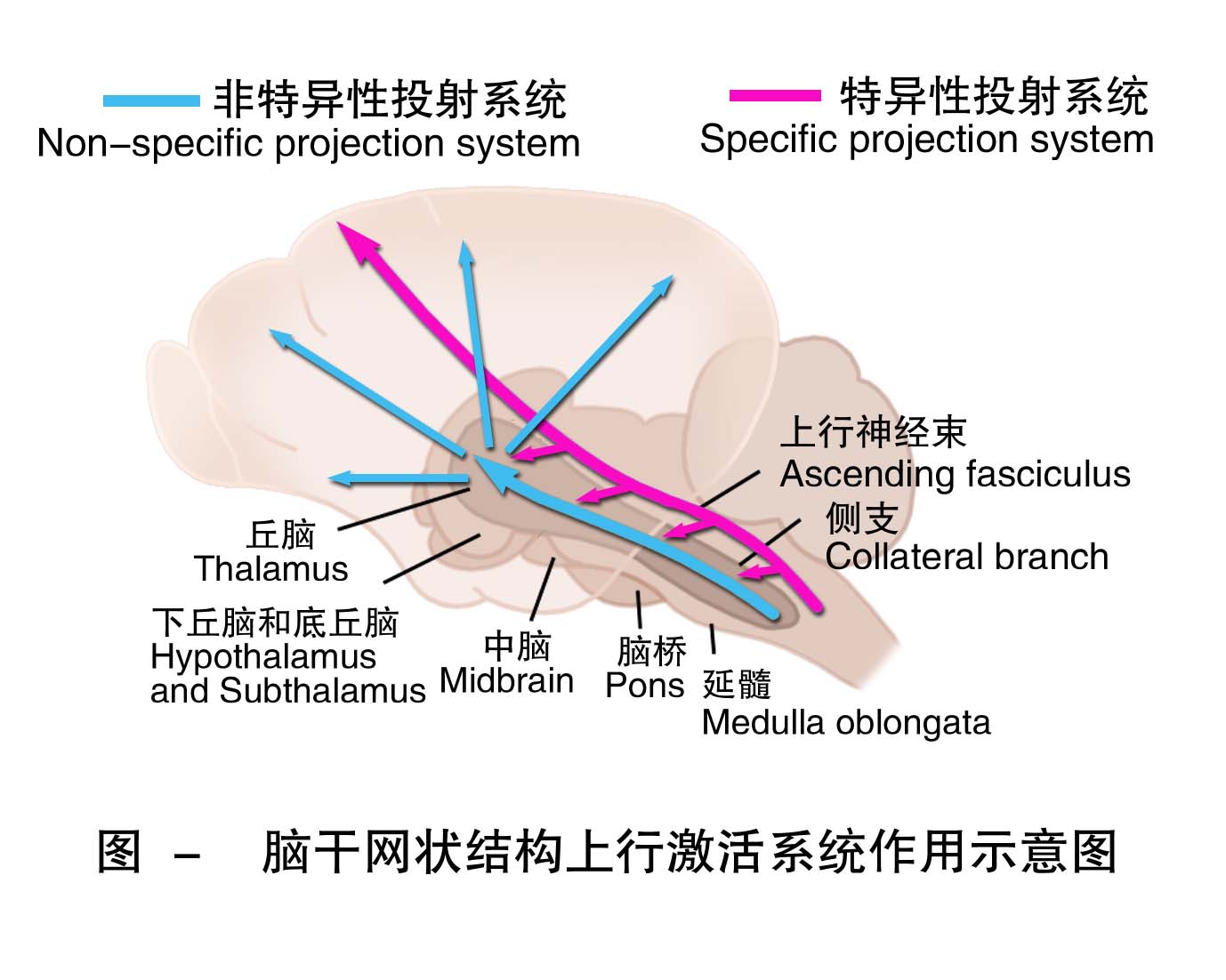 17-脑干网状结构上行激动系统作用示意图 .jpg