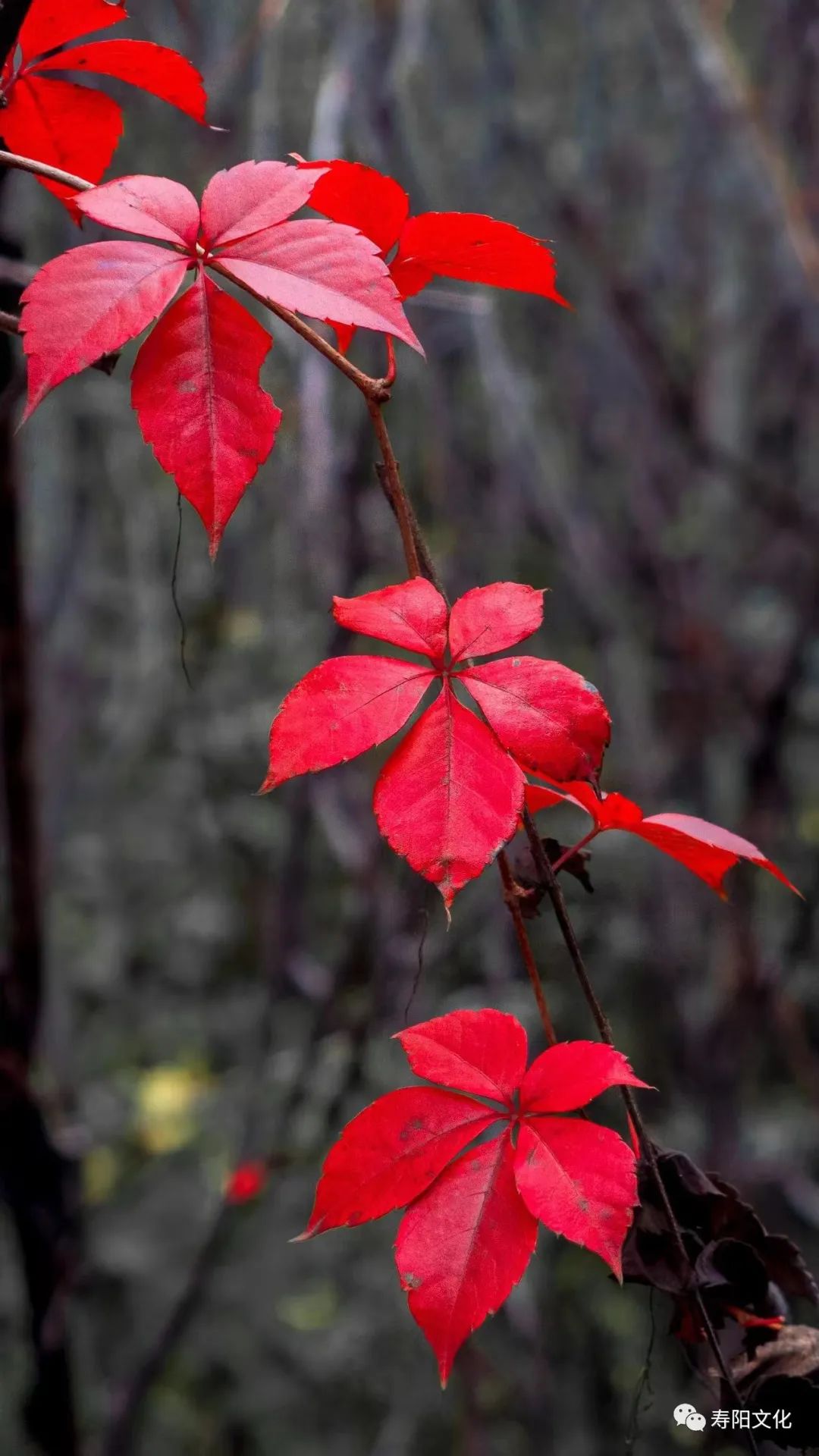 微信图片_20221027105427