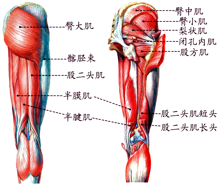 下肢肌1.jpg