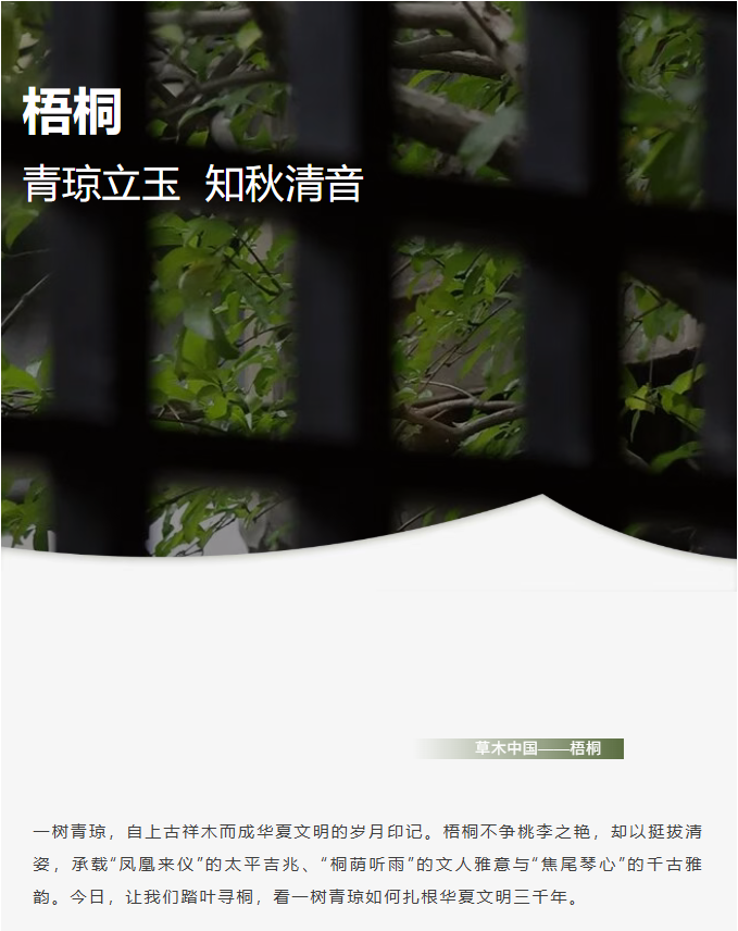 image.png?v=1766278521081