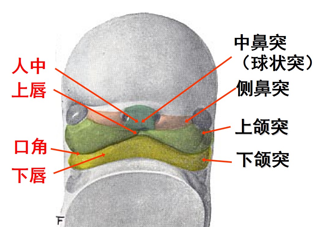 1.2-7 胚胎第6周.jpg