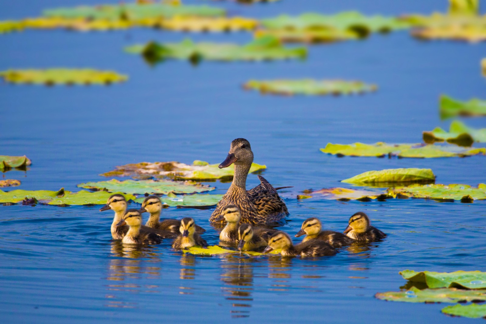 《幸福的鸭宝宝》骆家旭