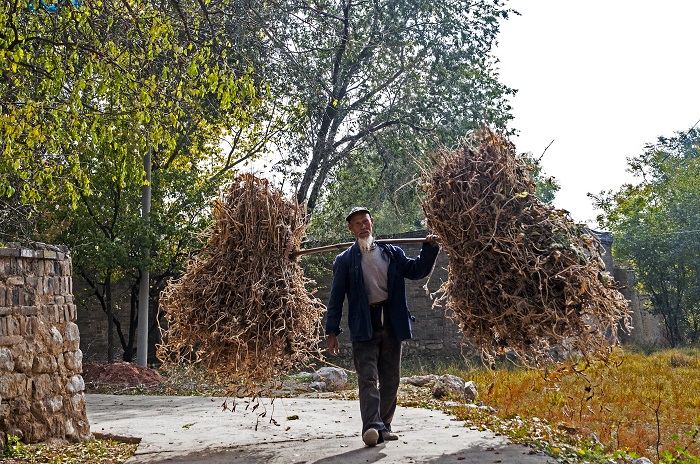 秋收 王秀英 秋收 王秀英.jpg