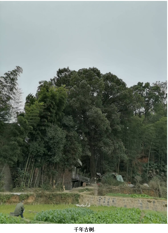 1732338256563 1732338256563.png