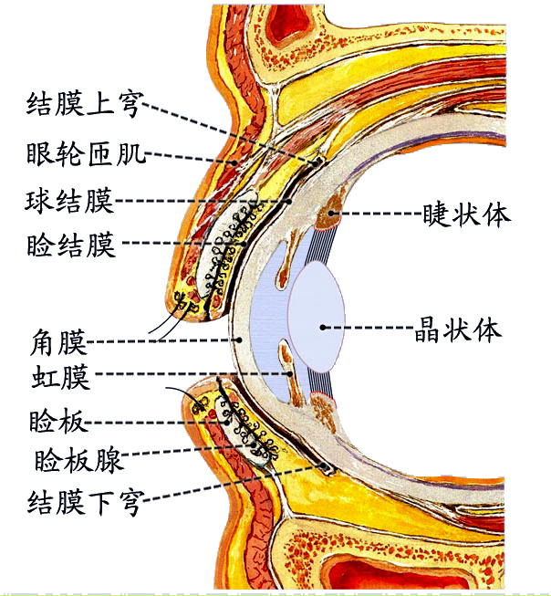眼睑结膜.jpg
