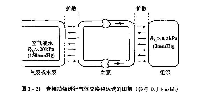 脊椎动物进行气体交换和运送的图解.jpg