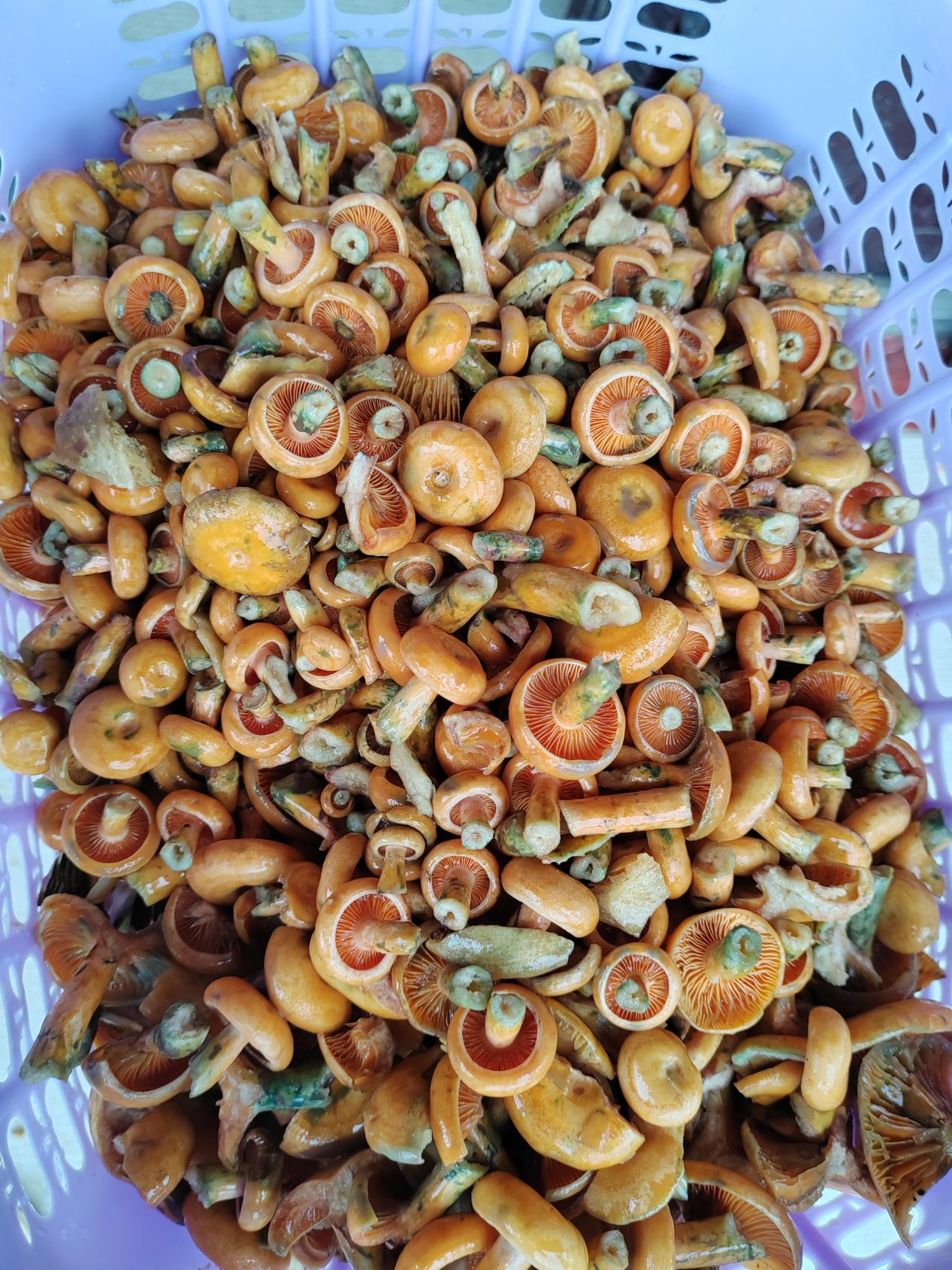 图片10 图片10.jpg