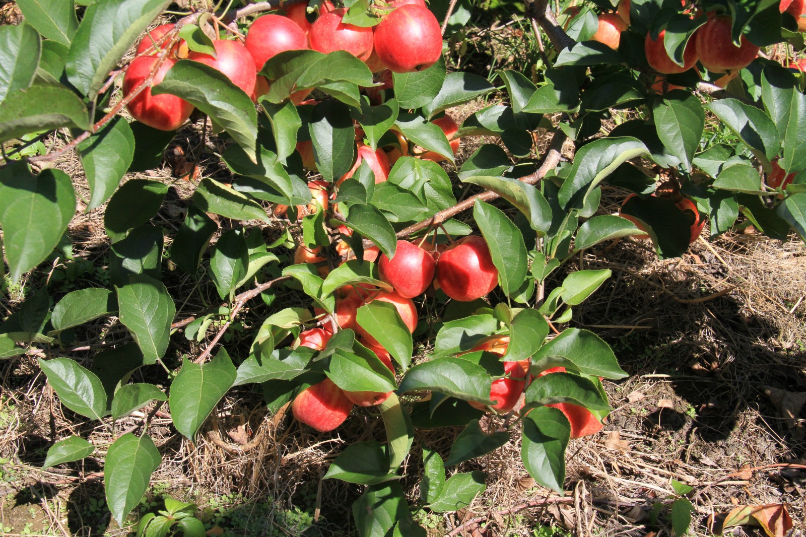 小四平 (86)_meitu_3