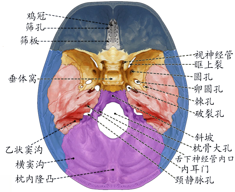 颅底内面.jpg