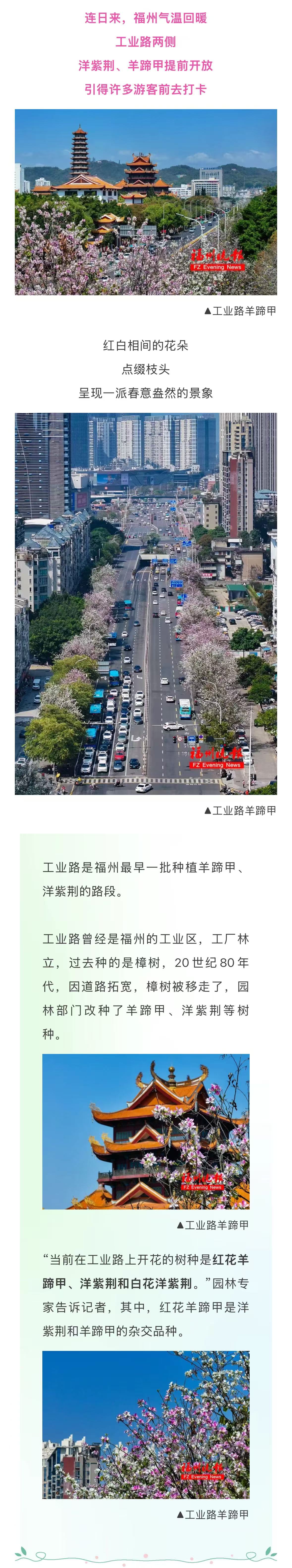 20260330【资讯】大片来了！福州工业路羊蹄甲，火了！2jpg