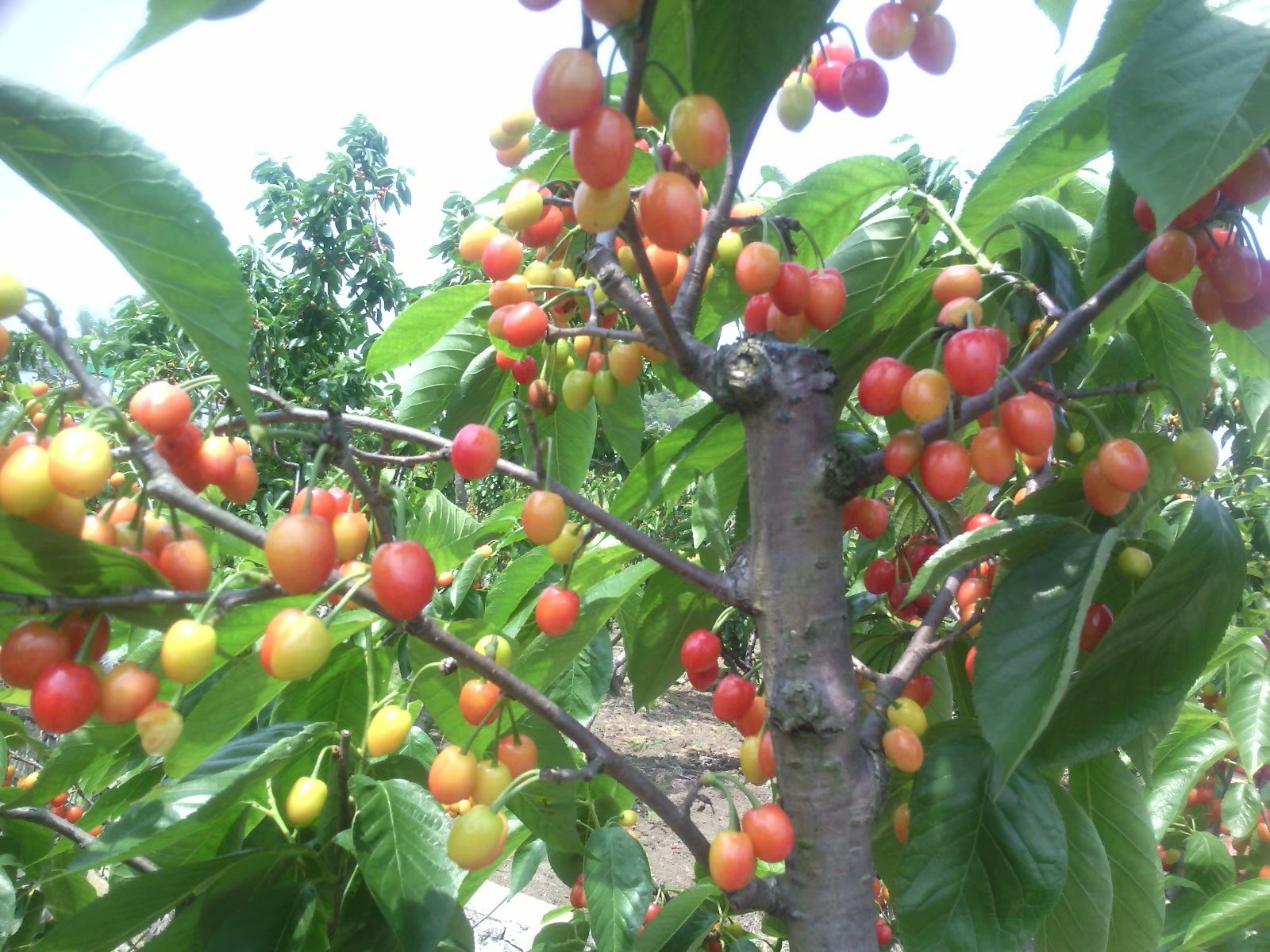 17 17.jpg?v=1762818217888